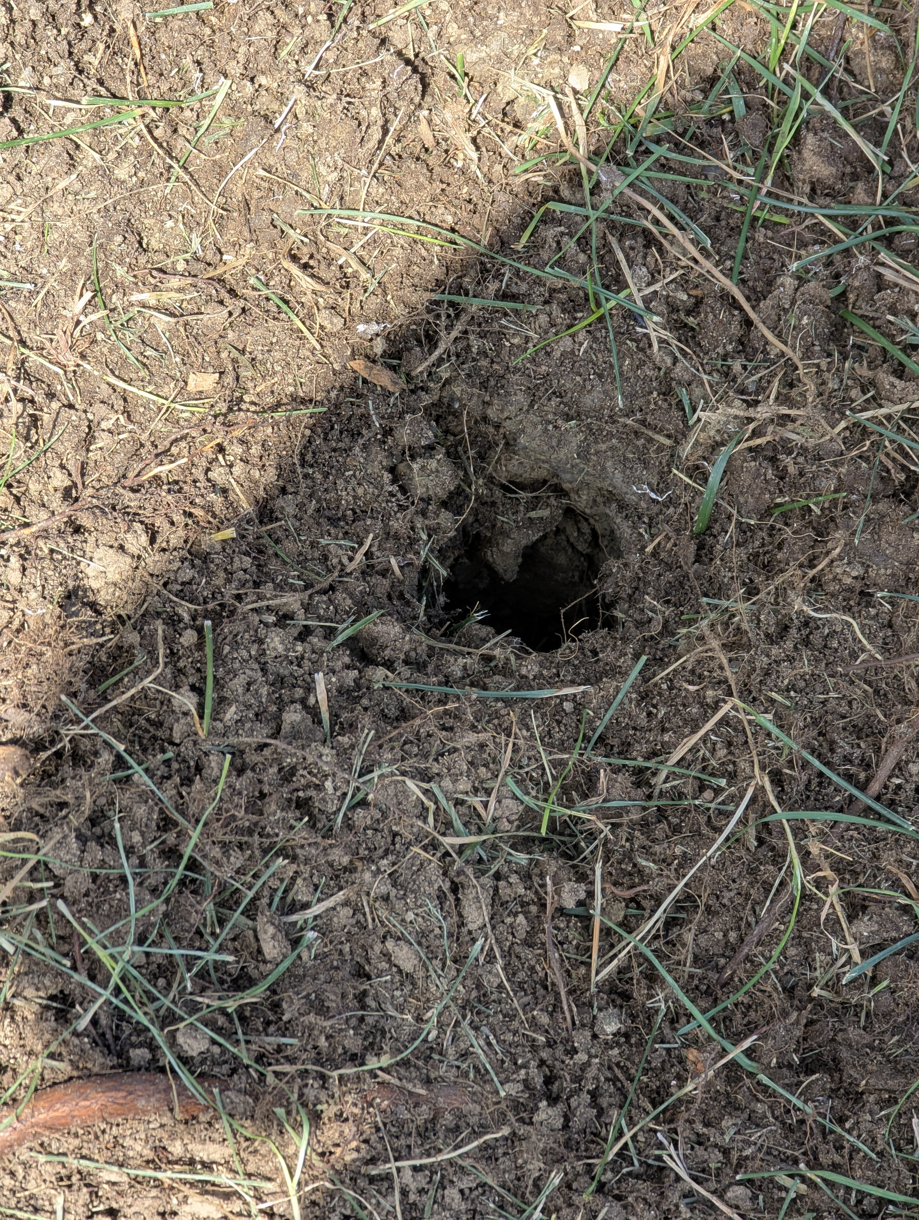 Tree Ring, Home Improvement, Morrison, Colorado